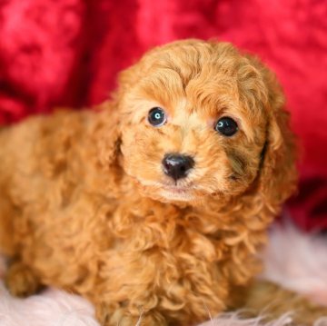 トイプードル(トイ)【神奈川県・男の子・2023年12月3日・アプリコット】の写真「童顔で人懐っこく聡明な男の子です🐾」