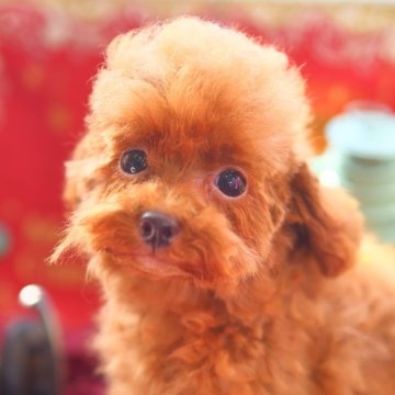 トイプードル(タイニー)【神奈川県・男の子・2023年9月14日・レッド】の写真「お目々ぱっちりで中性的なお顔立ちの男の子です🐾」