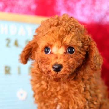 トイプードル(ティーカップ)【神奈川県・男の子・2024年8月1日・アプリコット】の写真「まんまるお目々でとってもかわいい男の子です✨️」
