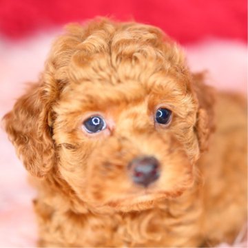 トイプードル(タイニー)【神奈川県・女の子・2024年4月10日・アプリコット】の写真「まんまるお目々で丸顔のかわいい女の子です！」