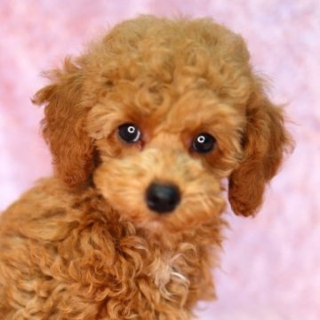 トイプードル(トイ)【神奈川県・男の子・2022年11月27日・レッド】の写真「愛くるしいお顔立ちで、フレンドリーな男の子です🐾」