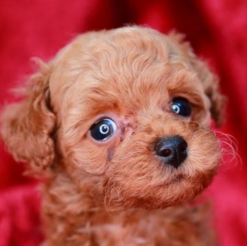 トイプードル(タイニー)【神奈川県・男の子・2022年11月14日・レッド】の写真「小柄ですがとっても元気でかわいい男の子です🐾」