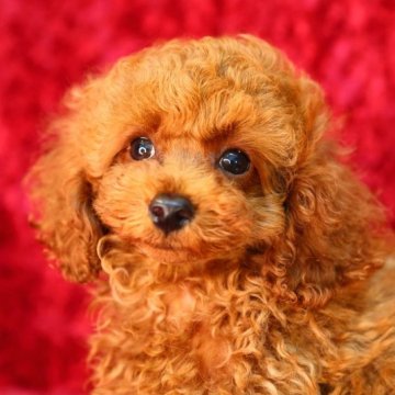トイプードル(トイ)【神奈川県・男の子・2023年3月21日・レッド】の写真「大きい瞳で眼力が強く、くっきりした美形の男の子です」