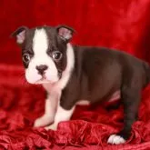 ボストンテリア【神奈川県・女の子・2022年11月22日・ボストンカラー】の写真3「2023年1月7日📷」