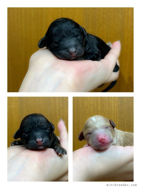 引地麻華ブリーダーのブログ：プードル Baby産まれました🐩🖤