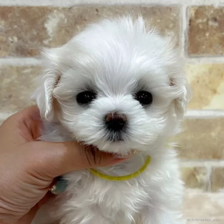 えび 様のお迎えした子犬