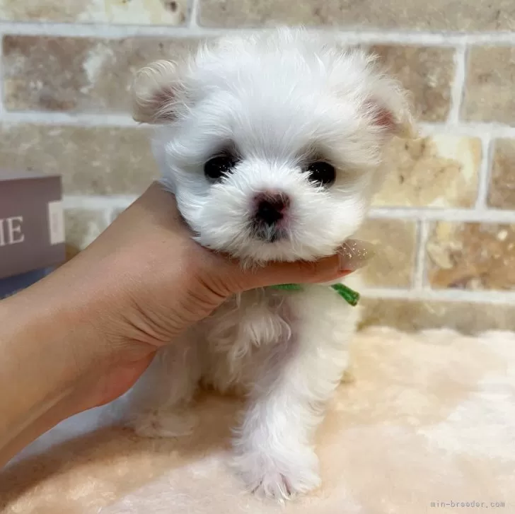 みー 様のお迎えした子犬