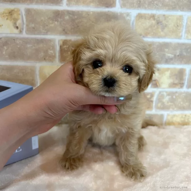 A.N 様のお迎えした子犬