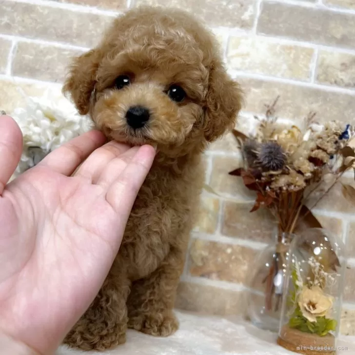 ももちゃん 様のお迎えした子犬