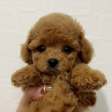ティーカッププードル【和歌山県・男の子・2025年8月25日・アプリコット】の写真「短足🐶ドワーフ君。最高に可愛いです💓✨」