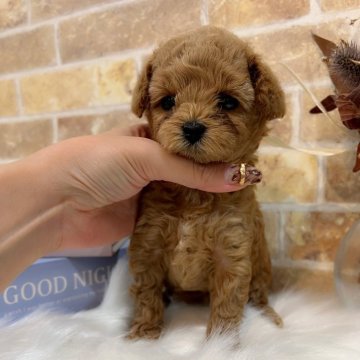 タイニープードル【和歌山県・女の子・2025年8月25日・アプリコット】の写真「マズル短く、爆毛🐩お顔💯💓」