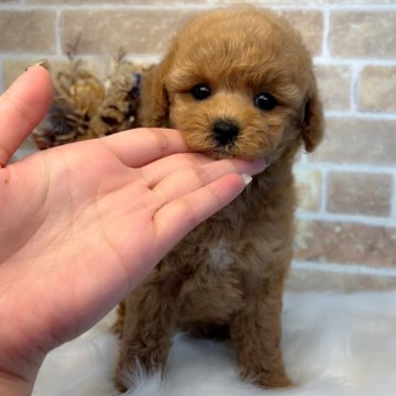 トイプードル(タイニー)【和歌山県・女の子・2025年8月25日・アプリコット】の写真「爆毛🐩お顔💯💓どんどん可愛くなってます🧡」