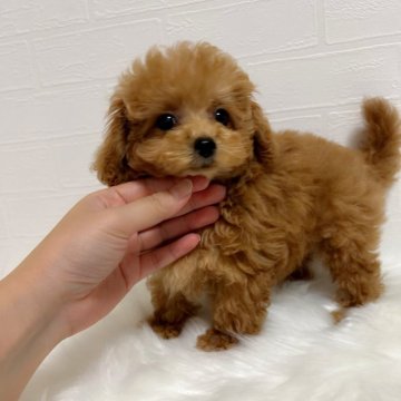 トイプードル(ティーカップ)