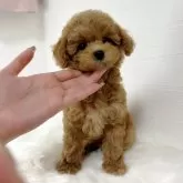 タイニープードル