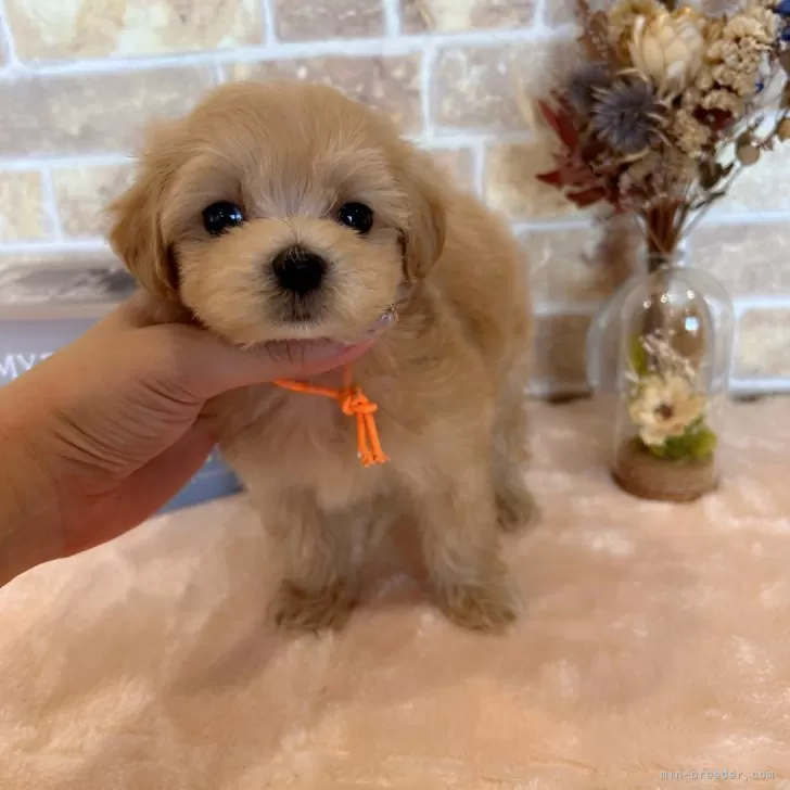 ID：2408-05081の子犬