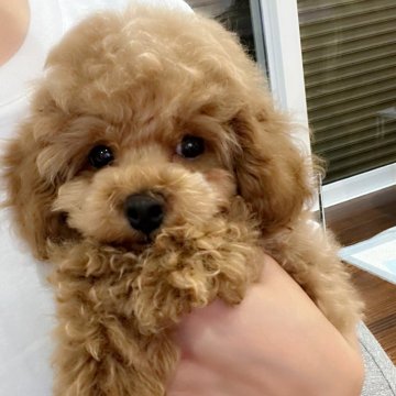トイプードル(タイニー)【和歌山県・男の子・2024年6月5日・アプリコット】の写真「賢くお顔可愛いです🩷甘えん坊の男の子🐶」