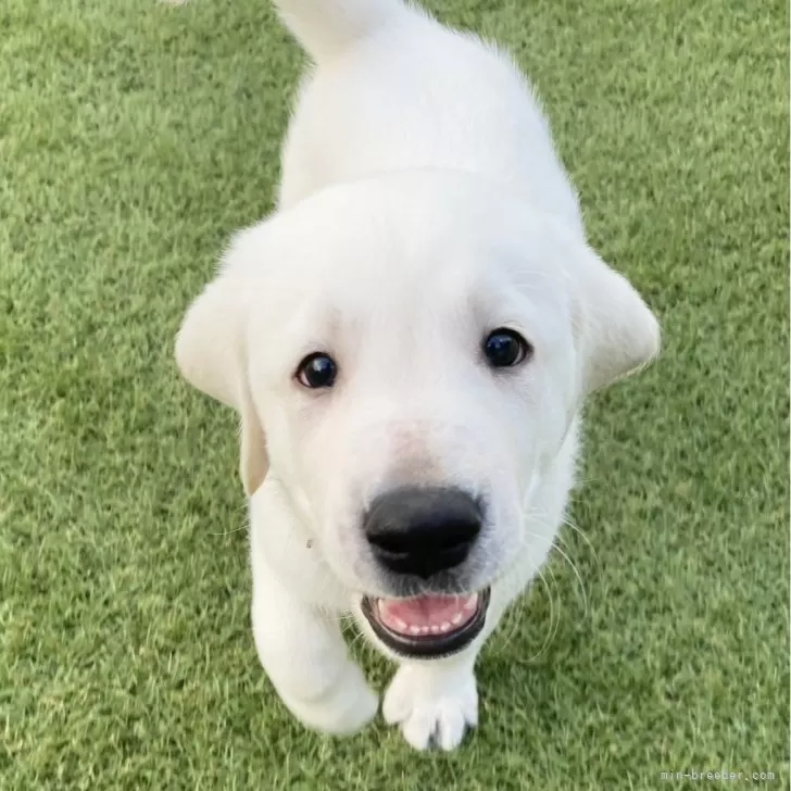 ID:2507-08792の子犬