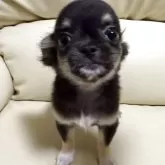 チワワ(ロング)【高知県・女の子・2025年7月19日・ブラックタン】の写真9