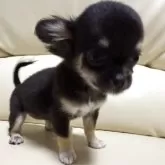 チワワ(ロング)【高知県・女の子・2025年7月19日・ブラックタン】の写真10