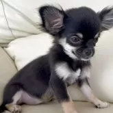 チワワ(ロング)【高知県・女の子・2025年7月19日・ブラックタン】の写真4「お鼻短く、お口がまん丸です、」