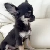 チワワ(ロング)【高知県・女の子・2025年7月19日・ブラックタン】の写真5「若干アンダーですが、全くわかりません、成長とともに、顎も伸びません。」