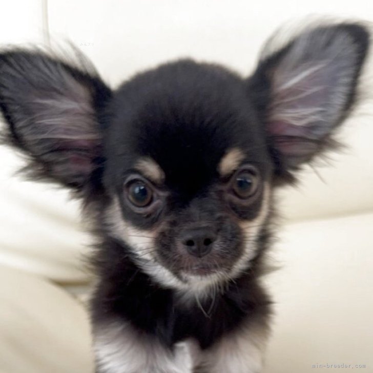 ブリーダー画像