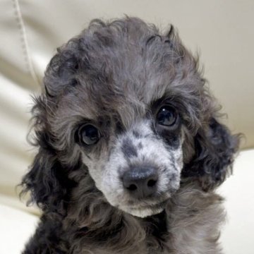 トイプードル(トイ)【高知県・女の子・2025年9月1日・ブラックマール】の写真「きれいなカラーの女の子」