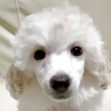 トイプードル(トイ)【高知県・男の子・2025年9月1日・ホワイト】の写真「目が開いてこれからどんどん変化していきます」