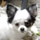 チワワ(ロング)