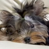 ヨークシャーテリア【高知県・男の子・2025年6月21日・スチールブルータン】の写真1「優しいお顔に性格抜群です」