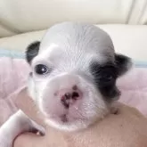 チワワ(ロング)