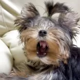 ヨークシャーテリア【高知県・男の子・2025年6月21日・スチールブルータン】の写真7「マズル短く、まんまる顔です」