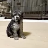 トイプードル(トイ)【高知県・女の子・2025年9月1日・ブラックマール】の写真6