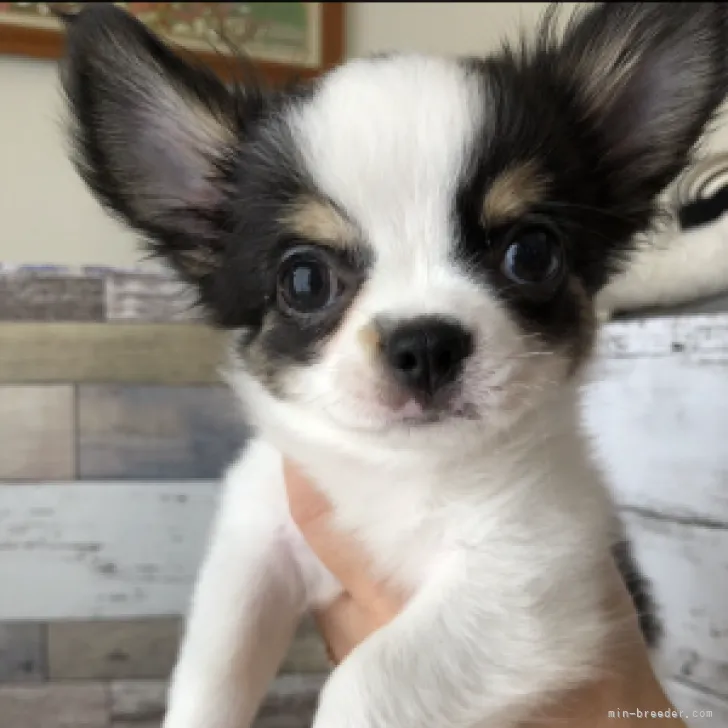 ID：2307-05916の子犬