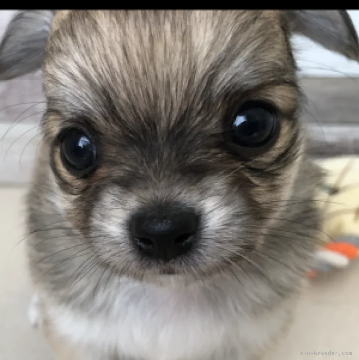 ID：2309-06015の子犬