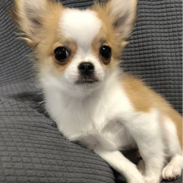 チワワ(ロング)【高知県・男の子・2023年11月27日・レッド&ホワイト】の写真「とても小さな男の子です。
タレ目パッチリしたお顔」
