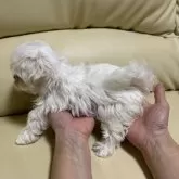 マルチーズ【高知県・女の子・2024年7月7日・ホワイト】の写真3「三姉妹とも、毛量豊で、とにかくこの月齢で、この小ささ、3姉妹とも　欠点ありませんよ😊」