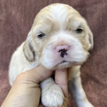 コッカプー(アメリカンコッカースパニエル×トイプードル)【茨城県・男の子・2025年11月19日・クリーム&ホワイト】の写真「可愛いコッカプー生まれました」