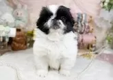 ペキニーズ【福岡県・男の子・2024年11月30日・ブラック&ホワイト】の写真4