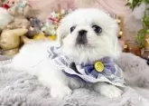 ペキニーズ【福岡県・女の子・2025年7月15日・クリーム&ホワイト】の写真15