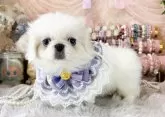 ペキニーズ【福岡県・女の子・2025年7月15日・クリーム&ホワイト】の写真10