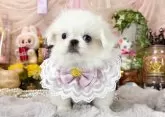 ペキニーズ【福岡県・女の子・2025年7月15日・ホワイト】の写真9