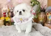 ペキニーズ【福岡県・女の子・2025年7月15日・ホワイト】の写真2