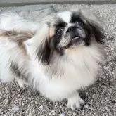 ペキニーズ【福岡県・男の子・2024年11月30日・パーティー】の写真6