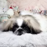 ペキニーズ【福岡県・男の子・2024年11月30日・パーティー】の写真9