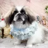 ペキニーズ【福岡県・男の子・2024年11月30日・パーティー】の写真12