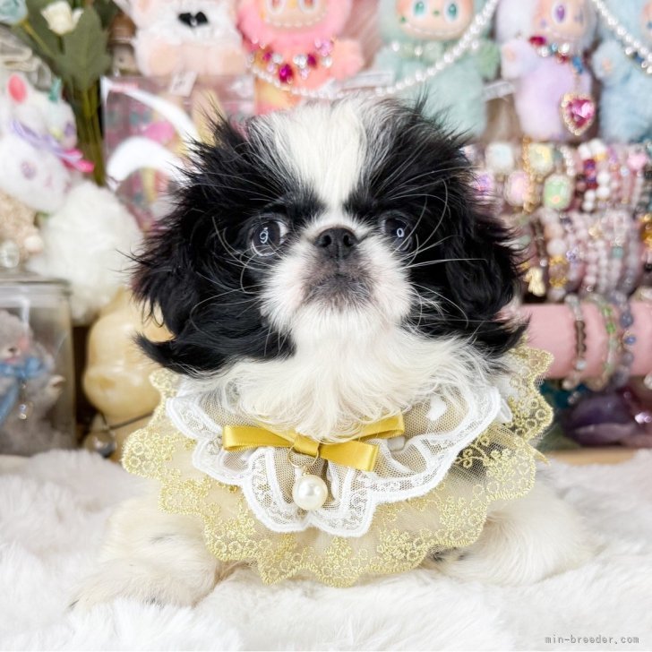 ブリーダー画像