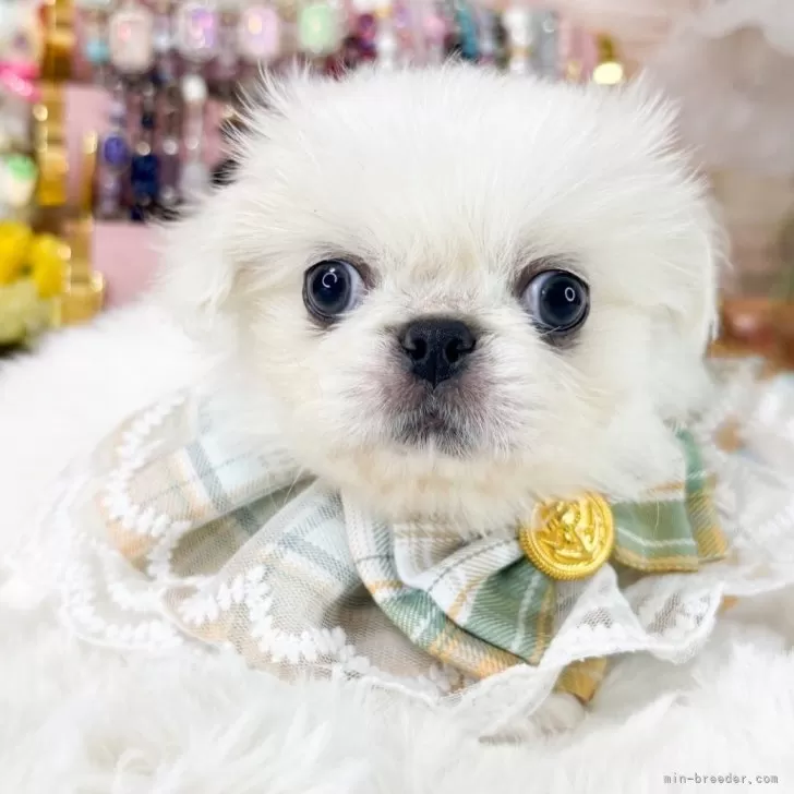ID：2508-01727の子犬