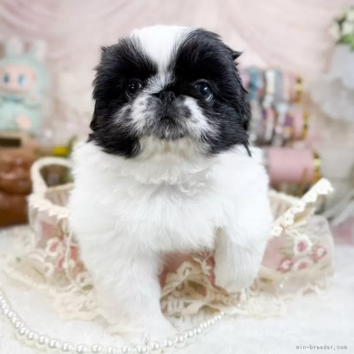 ID:2412-03862の子犬