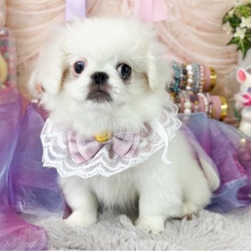 ペキニーズ【福岡県・女の子・2025年7月15日・ホワイト】の写真「優しいお顔の女の子」
